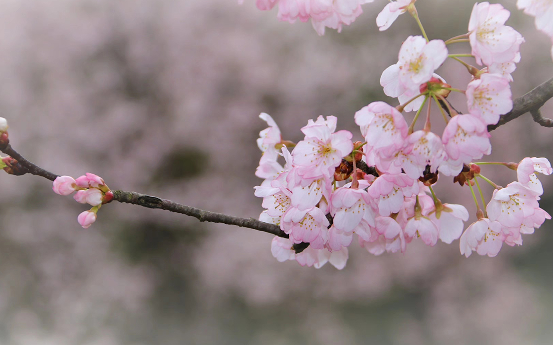 �Ӵ�����welcome888����(�й�)���޹�˾����