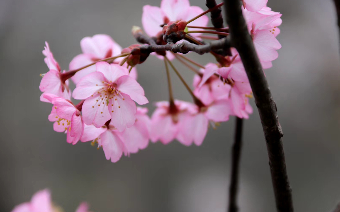 �Ӵ�����welcome888����(�й�)���޹�˾����