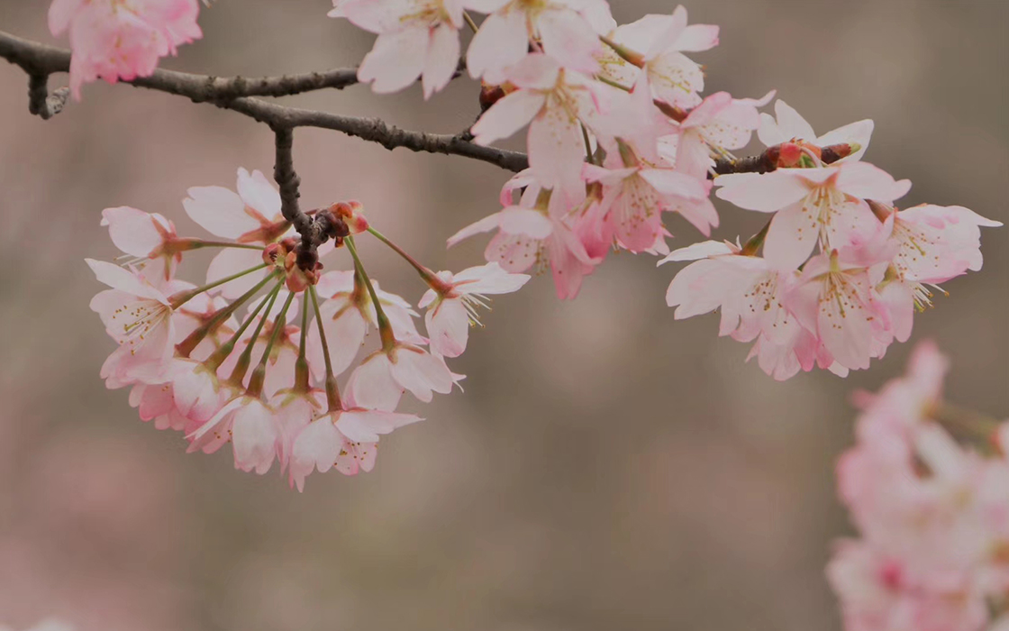 �Ӵ�����welcome888����(�й�)���޹�˾����